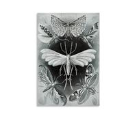 WANGLIDD Moths Ernst Haeckel Painting Art Print Posters Canvas Wall Art Decorative Bedroom Modern Home Print Picture Artworkss Unframe 24x36inch(60x90cm)