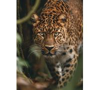 WANGWANGMIAO Paint by Numbers Kits 40x50 cm Leopard up closeCanvas DIY Acrylic Painting for Adults with Paints Brushes and Card Sized Magnifier，Without Frame