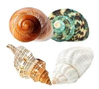 Wanwanzi 4PCS Large Hermit Crab Shells | Natural Sea Conch 2.8" - 3.9", Opening 1.5" - 2.5" | Large Sea Shell丨Turbo Seashells for Hermit Crab Supplies and Beach Decoration