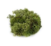 War World Scenics Lichen Dark Green Moss Model Foliage 100g - Model Railway Wargame Scenery Landscape Modelling Trees Bushes Hedges Diorama Basing Material