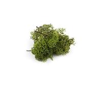 War World Scenics Lichen Dark Green Moss Model Foliage 20g - Model Railway Wargame Scenery Landscape Modelling Trees Bushes Hedges Diorama Basing Material