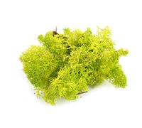 War World Scenics Lichen Light Green Moss Model Foliage 100g - Model Railway Wargame Scenery Landscape Modelling Trees Bushes Hedges Diorama Basing Material