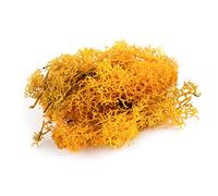 War World Scenics Lichen Orange Moss Model Foliage 100g - Model Railway Wargame Scenery Landscape Modelling Trees Bushes Hedges Diorama Basing Material
