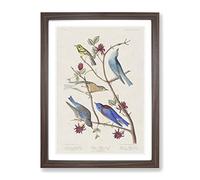 Warbler Bird & Blue Birds By John James Audubon Vintage Framed Print | A3 Walnut Framed Wall Art | Ready to Hang | Classic Nature Picture | Living Room Bedroom Lounge Office