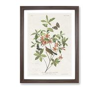 Warbler Bird & Butterflies By John James Audubon Vintage Framed Print | A2 Walnut Framed Wall Art | Ready to Hang | Classic Nature Picture | Living Room Bedroom Lounge Office