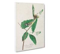 Warbler Bird by John James Audubon Canvas Print | Gallery Wrapped 30mm Frame Wall Art | 30x20 inches | Ready to Hang | Modern Animals Picture | Living Room Bedroom Lounge Office