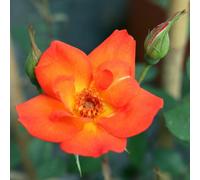 Warm Welcome Rose 5.5L Pot - Compact Orange Climbing Rose - No Container