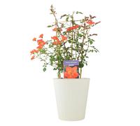 Warm Welcome Rose 5.5L Pot - Compact Orange Climbing Rose - Metal Vertical Line Cream