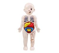 Warmhm 1Set Human Internal Organs Model Educational Anatomy Teaching for Fun Cognitive Tool for Early Learning Classroom Use Visual Structure Kit for Understanding