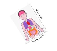 Warmhm 2 Sets Human Organs Educational Kit for DIY Human Torso Body Model Teaching Aid Enhances Cognitive Skills Creativity and Motor Development for Boys