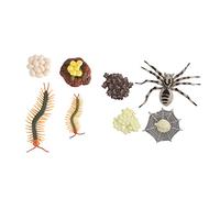 Warmhm 2 Sets Tarantula and Life Cycle Models Educational Plastic Cognitive for Realistic Animal Growth Display Decorations for Learning and Home Use