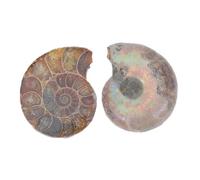 Warmhm 2pcs Natural Ammonite Specimen Educational Sliced Models for Adults Unique Mineral Decor with Intricate Patterns for Learning and Display