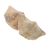 Warmhm 2pcs Natural Shell Specimen for Educational Use Authentic Spirifer for Geology Paleontology Studies Teaching Accessory Home Decor