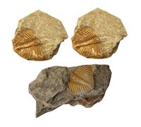 Warmhm 3pcs Real Trilobite Models Educational Collection Kit for Teaching Props Prehistoric Rock Specimens with Authentic Detail and Creative Display