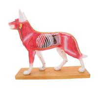 Warmhm Dog Acupuncture Point Model for Veterinary Teaching Highly Detailed Canine Anatomy with Bright Colors for Acupuncture Training and Educational Study
