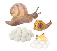 Warmhm Educational Snail Growth Cycle Model Set for Realistic Snail Figurines for Cognitive Learning Interactive Biological Phase Plaything Safe Science Kit Random Style