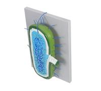 Warmhm Enlarged Cell Nucleus Model Biology Teaching Kit for Classroom Use Cellular Structure Demonstration Aid Human Hepatocyte Cell Line Study Tool