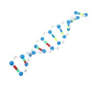 Warmhm Genetic Model Dna Double Helix Structure Molecular Model Components for Science Learning and Biology Teaching in Classroom Lab Settings for Education and Research