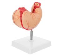 Warmhm Human Stomach Model with Lifelike Appearance for Teaching and Portable Design, Lightweight Stomach Model for Physiology and Educational Use by Students