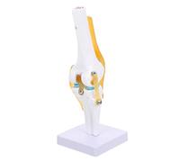 Warmhm Medical Teaching Model for Anatomy Study Skeleton with Ligaments for Patient Education and Classroom Use Enhance Palpation Skills and Understanding