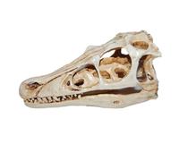 Warmhm Simulated Dinosaur Skull Specimen Model Resin Collectible Skull Ornament for Dinosaur Enthusiasts and Home Decor Teachers