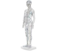 Warmhm Traditional Chinese Medicine Meridian Model Acupuncture Model Display White