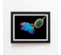 Warren Reed - Designer Bright Butterfly On A Poppy Bud Framed Art Print in Black | Size: W8" x H10" Warren Reed - Designer Black W8" x H10"