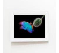 Warren Reed - Designer Bright Butterfly On A Poppy Bud Framed Art Print in White | Size: W20" x H30" Warren Reed - Designer White W20" x H30"