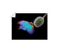 Warren Reed - Designer Bright Butterfly On A Poppy Bud Unframed Art Print | Size: W20" x H30" Warren Reed - Designer Multicolor W20" x H30"