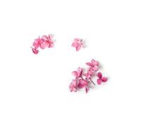 Warren Reed - Designer Pink Frangipani Flowers Glass Chopping Board, Pink