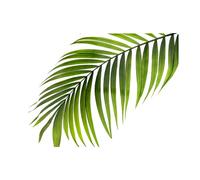 Warren Reed - Designer Single Palm Leaf Glass Chopping Board, Green