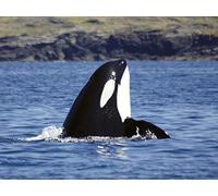 Washington’s Orca Islands: The San Juans
