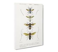 Wasp Illustrations Pl. 2 By Charles D' Orbigny Canvas Print | Gallery Wrapped 30mm Frame Wall Art | 24x16 inches | Ready to Hang | Retro Picture | Living Room Bedroom Lounge Office