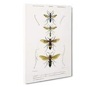 Wasp Illustrations PL. 2 by Charles d' Orbigny Canvas Print | Gallery Wrapped 30mm Frame Wall Art | 30x20 inches | Ready to Hang | Modern Picture | Living Room Bedroom Lounge Office