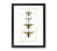 Wasp Illustrations Pl. 2 By Charles D' Orbigny Vintage Framed Wall Art Print, Ready to Hang Picture for Living Room Bedroom Home Office Décor, Black A2 (64 x 46 cm)