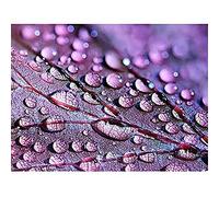 Water Droplets Leaf Macro Canvas Wall Art Print
