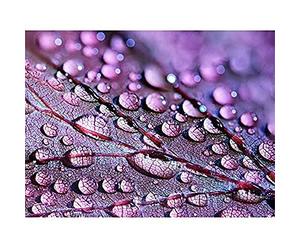 Water Droplets Leaf Macro Canvas Wall Art Print
