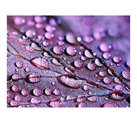 Water Droplets Leaf Macro Wall Art Print