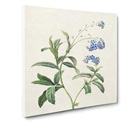 Water Forget Me Not Flowers by Pierre Joseph Redoute Canvas Print | Gallery Wrapped 30mm Frame Wall Art | 14x14 inches | Ready to Hang | Retro Floral Picture | Living Room Bedroom Lounge Office