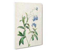 Water Forget-Me-Not Flowers by Pierre-Joseph Redoute Canvas Print | Gallery Wrapped 30mm Frame Wall Art | 30x20 inches | Ready to Hang | Modern Floral Picture | Living Room Bedroom Lounge Office