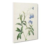 Water Forget Me Not Flowers By Pierre Joseph Redoute Canvas Print | Gallery Wrapped 30mm Frame Wall Art | 24x16 inches | Ready to Hang | Retro Floral Picture | Living Room Bedroom Lounge Office