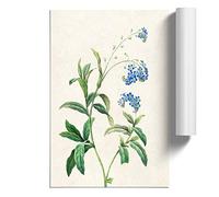 Water Forget-Me-Not Flowers by Pierre-Joseph Redoute Design | Unframed Wall Art Print | Ready to Frame Poster | Modern Home Decor Picture | Artwork for Living Room | A3 (29.7x42 cm)