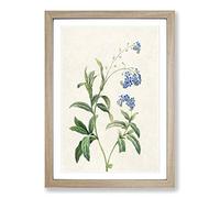 Water Forget-Me-Not Flowers by Pierre-Joseph Redoute Framed Print | A2 Oak Framed Wall Art | Ready to Hang | Modern Floral Picture | Living Room Bedroom Lounge Office