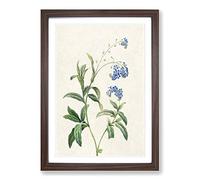Water Forget-Me-Not Flowers by Pierre-Joseph Redoute Framed Print | A2 Walnut Framed Wall Art | Ready to Hang | Modern Floral Picture | Living Room Bedroom Lounge Office