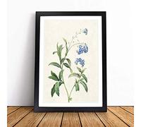 Water Forget-Me-Not Flowers by Pierre-Joseph Redoute Framed Wall Art Picture Print - Canvas Painting - Modern Home Décor Poster - Ready to Hang for Living Room Bedroom Kitchen - Black A2 (48 x 66 cm)