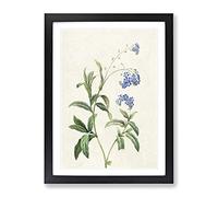 Water Forget Me Not Flowers By Pierre Joseph Redoute Vintage Framed Print | A4 Black Framed Wall Art | Ready to Hang | Classic Floral Picture | Living Room Bedroom Lounge Office