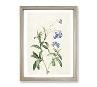 Water Forget Me Not Flowers By Pierre Joseph Redoute Vintage Framed Print | A4 Oak Framed Wall Art | Ready to Hang | Classic Floral Picture | Living Room Bedroom Lounge Office