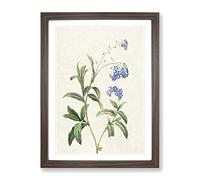 Water Forget Me Not Flowers By Pierre Joseph Redoute Vintage Framed Print | A4 Walnut Framed Wall Art | Ready to Hang | Classic Floral Picture | Living Room Bedroom Lounge Office