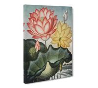 Water Lilies By Robert John Thornton Canvas Print | Gallery Wrapped 30mm Frame Wall Art | 30x20 inches | Ready to Hang | Retro Floral Picture | Living Room Bedroom Lounge Office