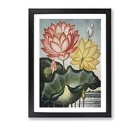 Water Lilies By Robert John Thornton Vintage Framed Print | A2 Black Framed Wall Art | Ready to Hang | Classic Nature Picture | Living Room Bedroom Lounge Office